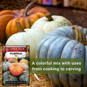 Sow Right Seeds pumpkin vines growing up to 10-15 feet.