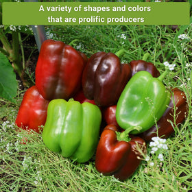 Sow Right Seeds Purple Beauty pepper seeds for eye-catching fruit.