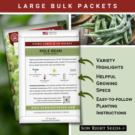 Sow Right Seeds purple-streaked beans on dark green vines brighten your garden.
