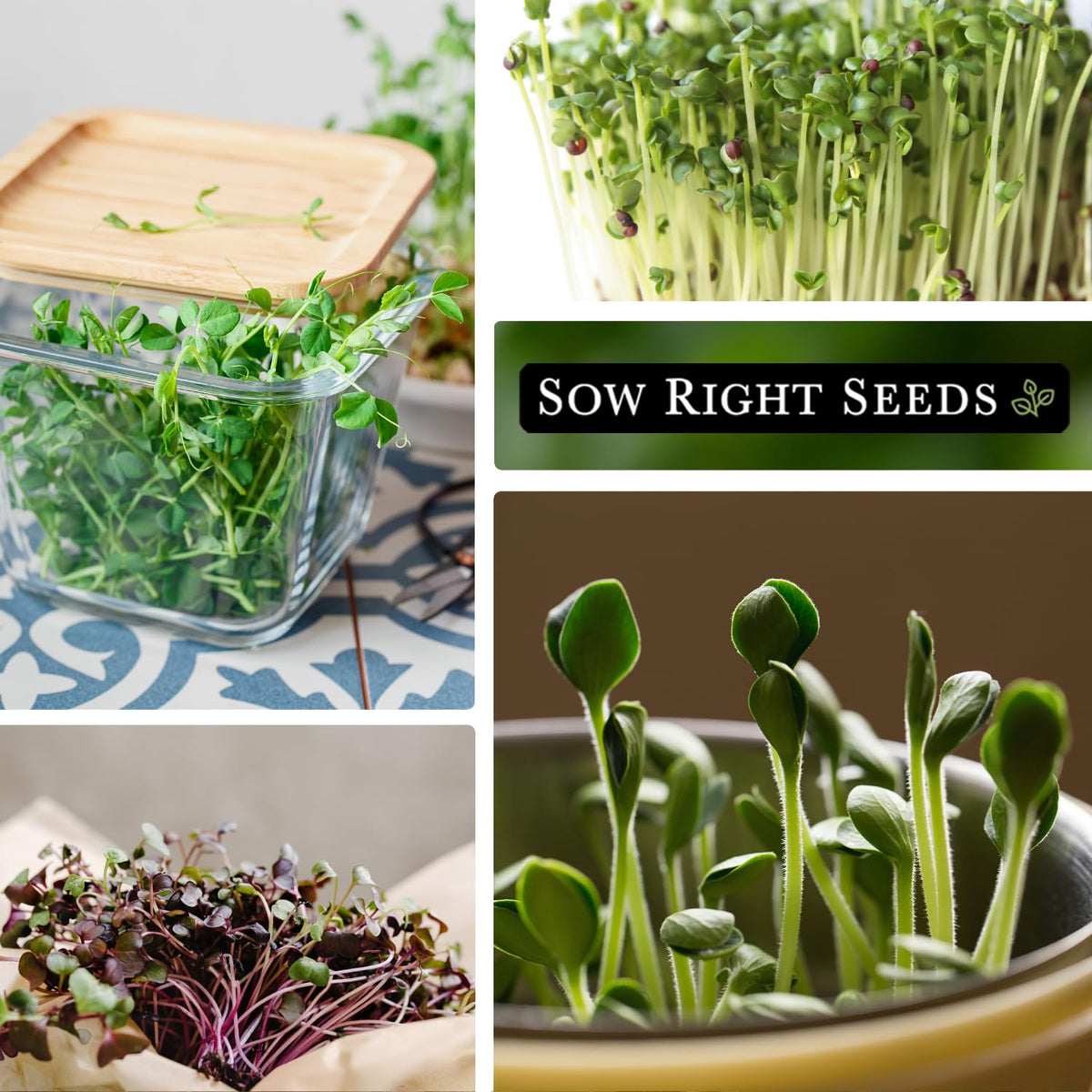 Sow Right Seeds radish microgreens packets offering a peppery topping option