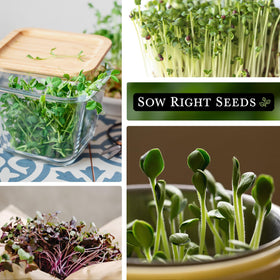 Sow Right Seeds radish microgreens packets offering a peppery topping option