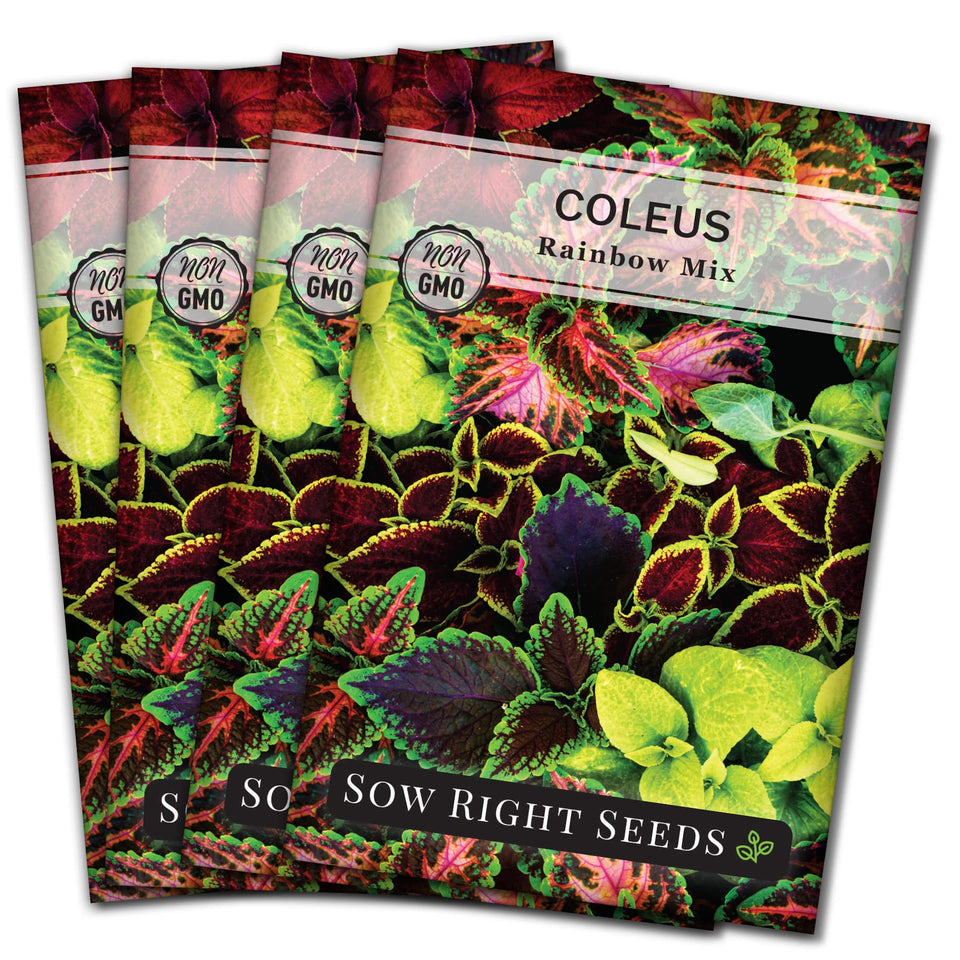 Sow Right Seeds Rainbow Mix Coleus seeds packet showing vibrant foliage for colorful borders.