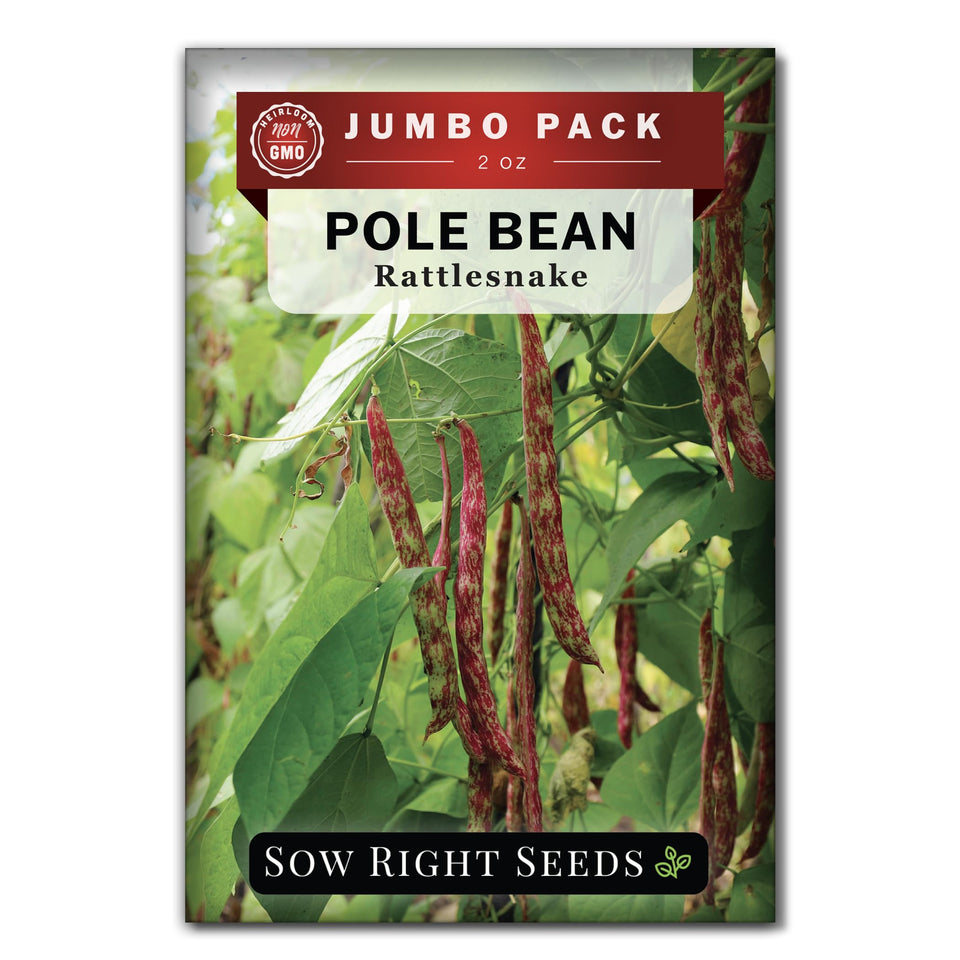 Sow Right Seeds rattlesnake pole bean bulk seeds ready for a prolific climbing harvest.