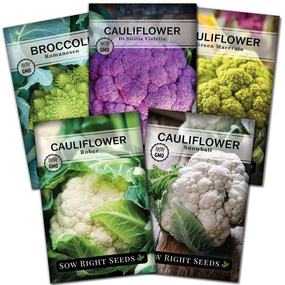 Sow Right Seeds rober cauliflower head close-up with crisp white curds, ideal for raw snacks.