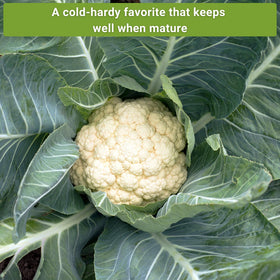 Sow Right Seeds romanesco broccoli head, distinctive fractal florets for eye-catching meals.