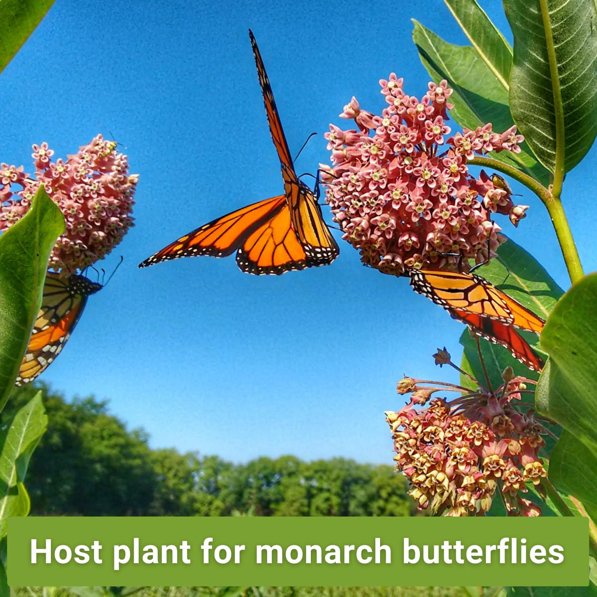 Sow Right Seeds rose milkweed packet ideal for nectar-rich butterfly habitats