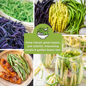 Sow Right Seeds Royal Burgundy bean packet showing vibrant purple pods.