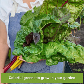 Sow Right Seeds Ruby Red Swiss Chard seed pack for vibrant greens