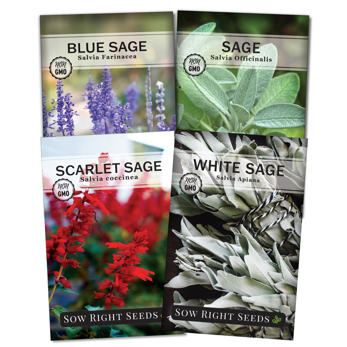 Sow Right Seeds Sage Seed Collection cover with four herb varieties for kitchen gardens