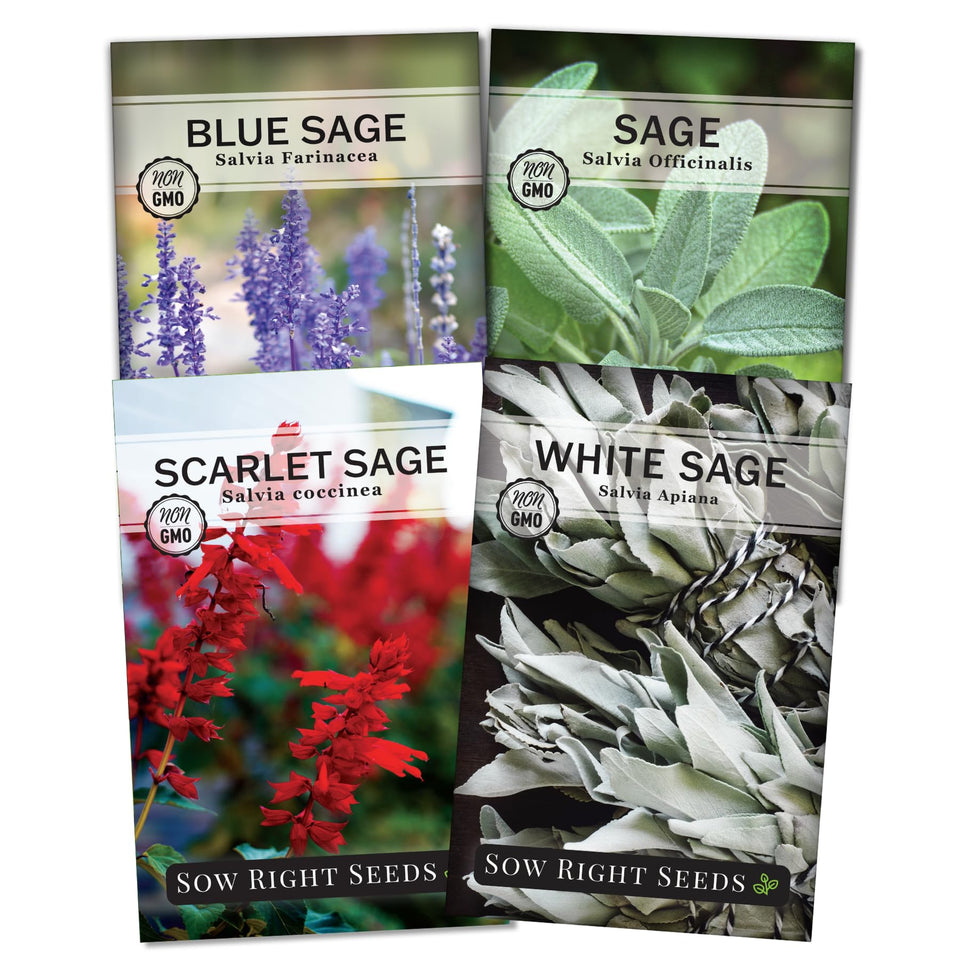 Sow Right Seeds Sage Seed Collection cover with four herb varieties for kitchen gardens