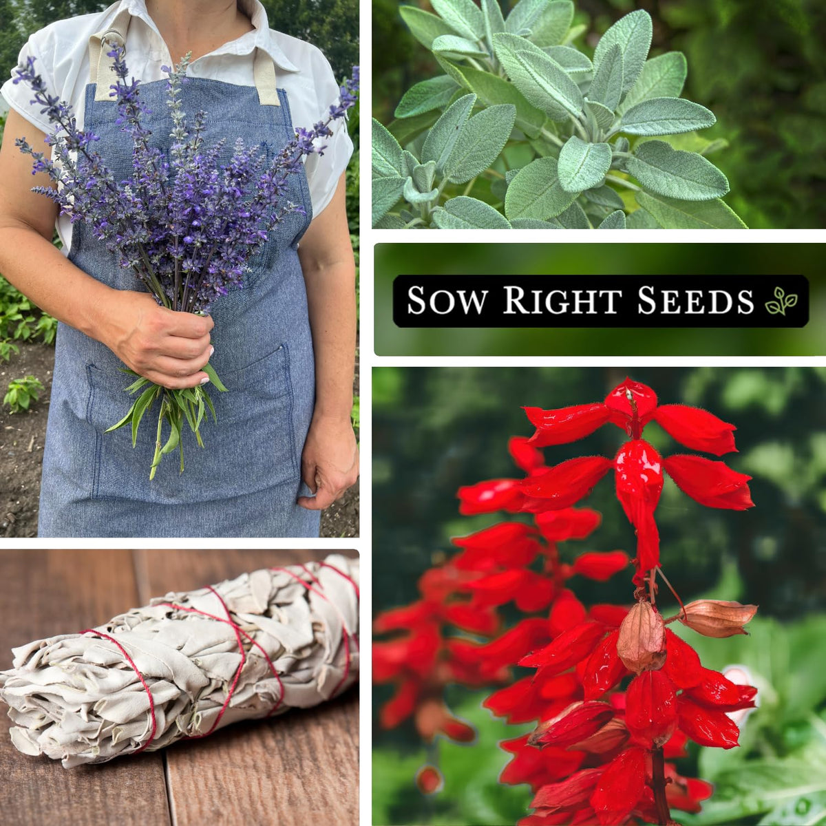 Sow Right Seeds scarlet sage flowers brighten herb beds and attract bees