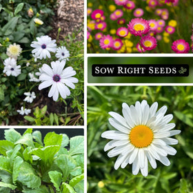 Sow Right Seeds shasta daisy packet classic white blooms for beds