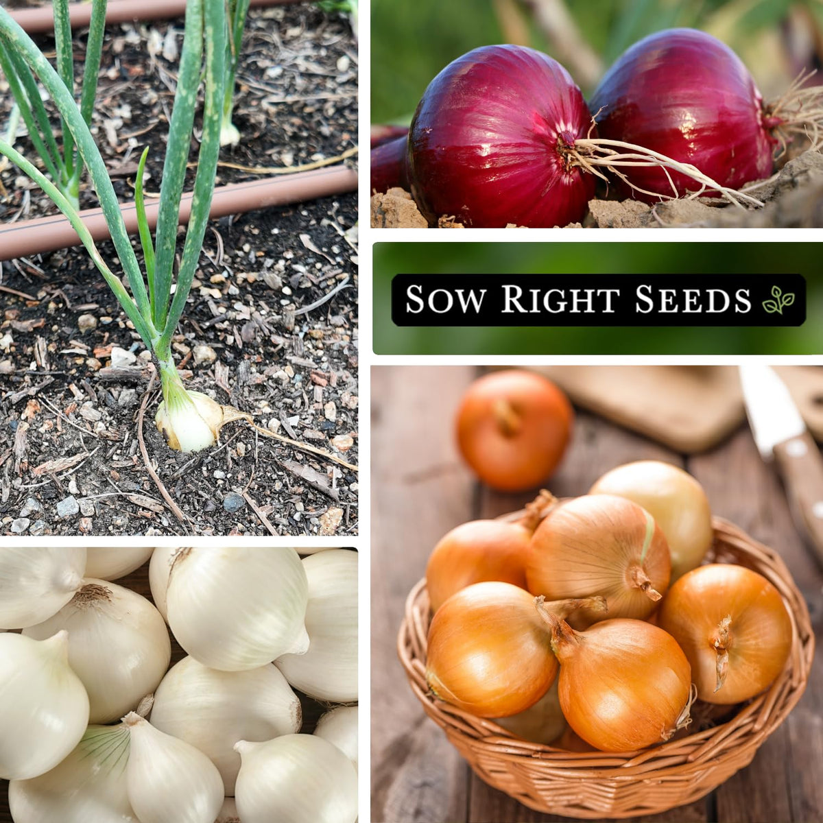 Sow Right Seeds Short Day onion seed collection packaging for gardeners