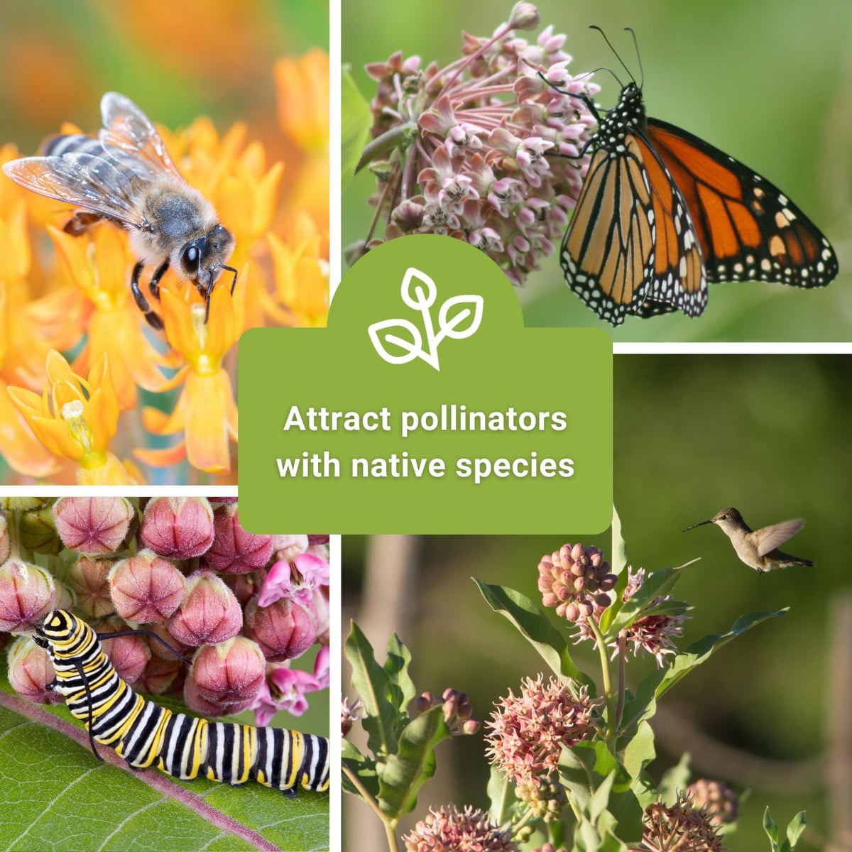 Sow Right Seeds showy milkweed packet with pink blossoms for nectar and butterflies
