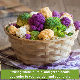 Sow Right Seeds snowball cauliflower head with tight white curds, ideal for roasting.