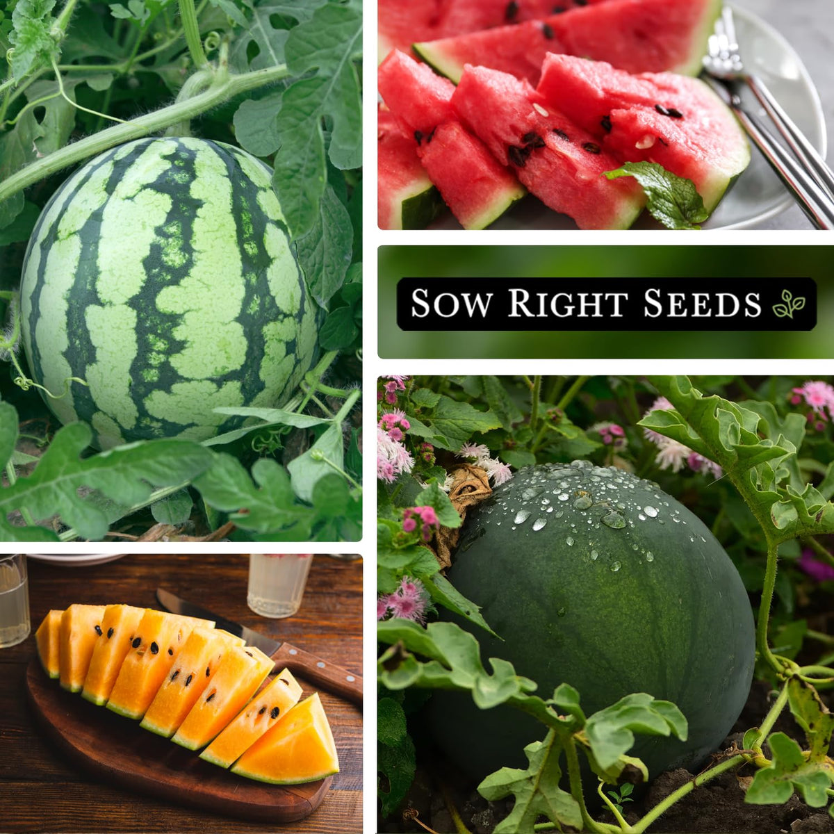 Sow Right Seeds Sugar Baby watermelon packet ideal for small-space garden setups.