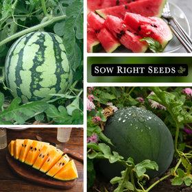 Sow Right Seeds Sugar Baby watermelon packet ideal for small-space garden setups.
