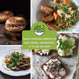 Sow Right Seeds sunflower microgreens packets featuring large leaves for garnish