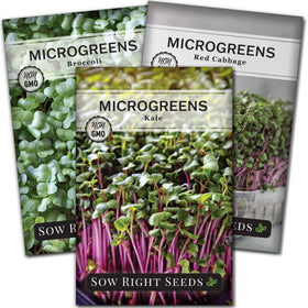 Sow Right Seeds microgreen seed mix pack ready for indoor growing in your kitchen.