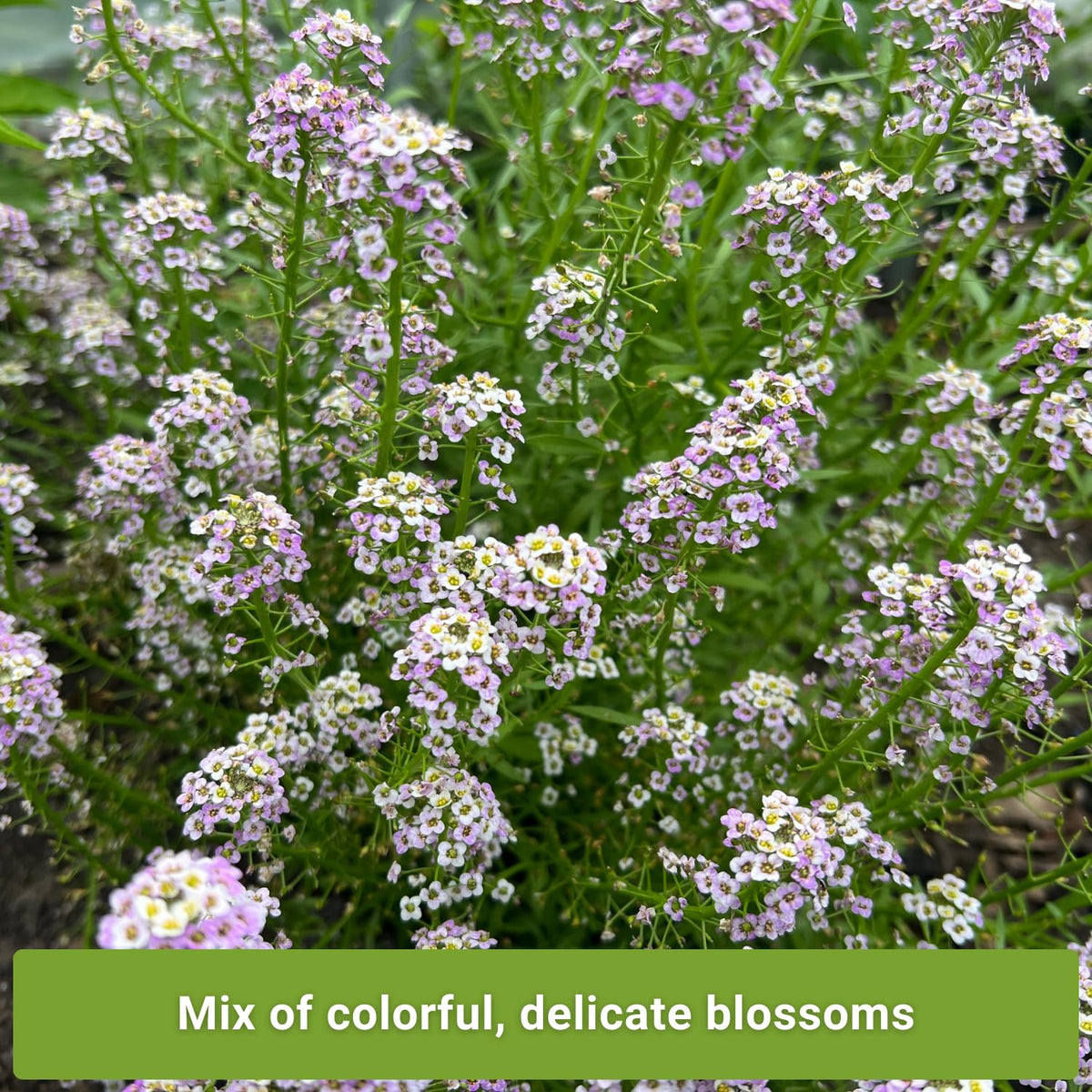 Sow Right Seeds Basket of Gold bloom brightens rock gardens with compact groundcover.
