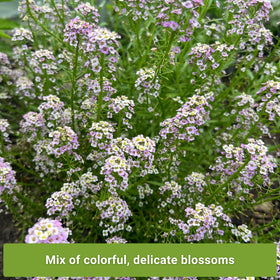 Sow Right Seeds Basket of Gold bloom brightens rock gardens with compact groundcover.