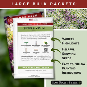 Sow Right Seeds alyssum border planting shows vibrant border color