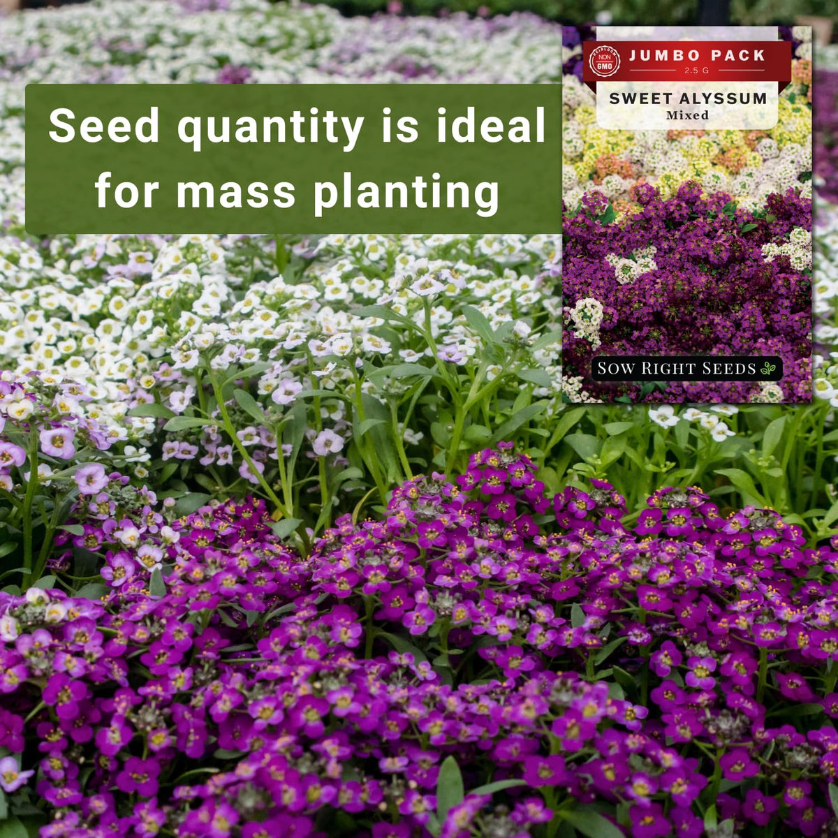Sow Right Seeds sweet alyssum blooms close-up in pink, white, purple, yellow shades