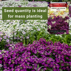 Sow Right Seeds sweet alyssum blooms close-up in pink, white, purple, yellow shades