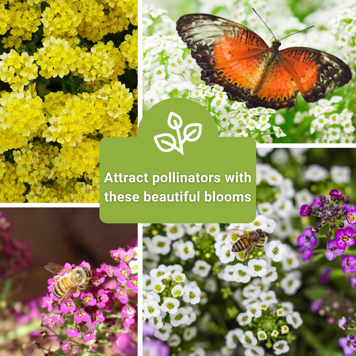Sow Right Seeds hillside edging idea shows alyssum as low-growing groundcover.