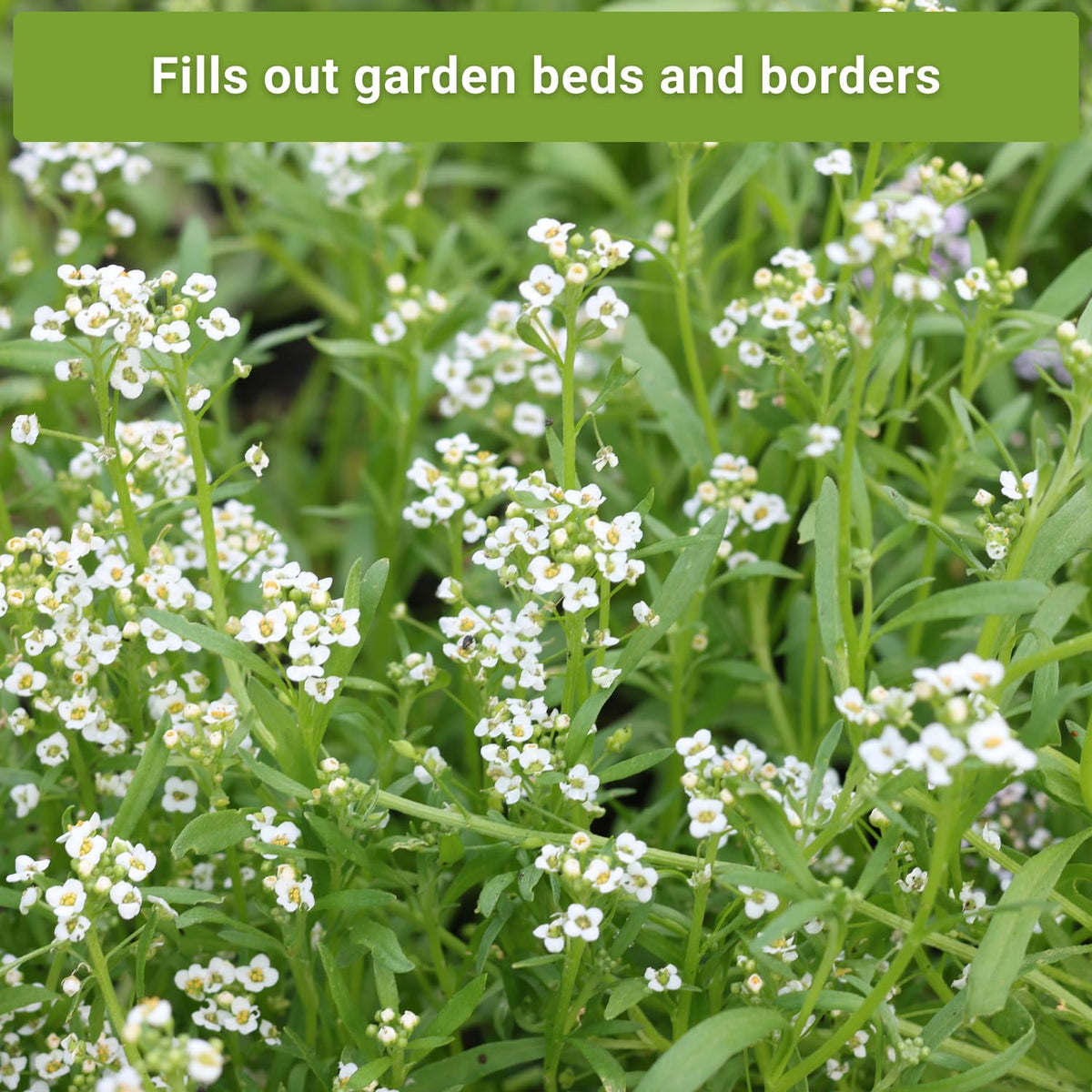 Sow Right Seeds fragrant alyssum closeup reveals tiny blooms inviting butterflies.