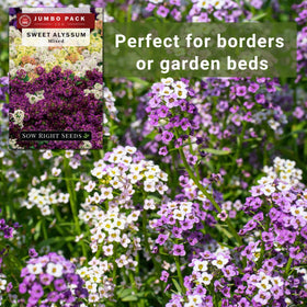 Sow Right Seeds low-growing alyssum ideal for edging and ground cover