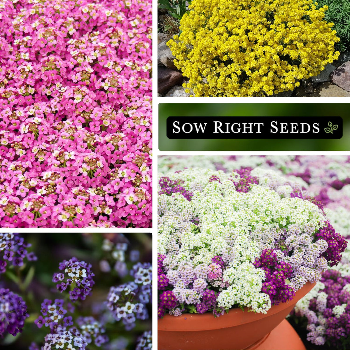 Sow Right Seeds Pink Sweet Alyssum adds soft color and fragrance to containers.