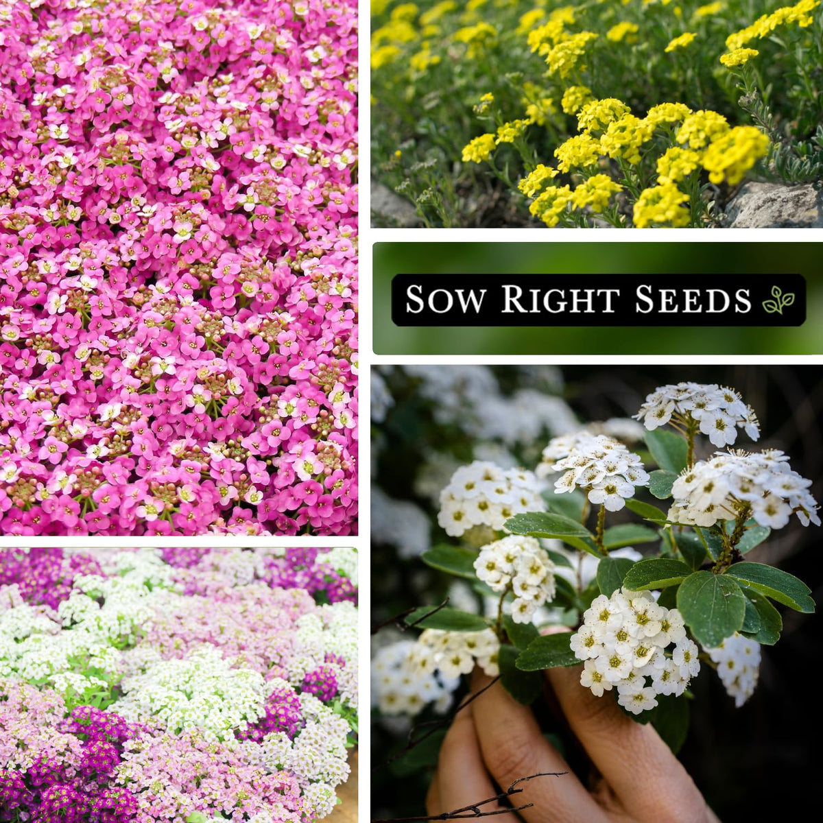 Sow Right Seeds flower attracts bees and butterflies in garden