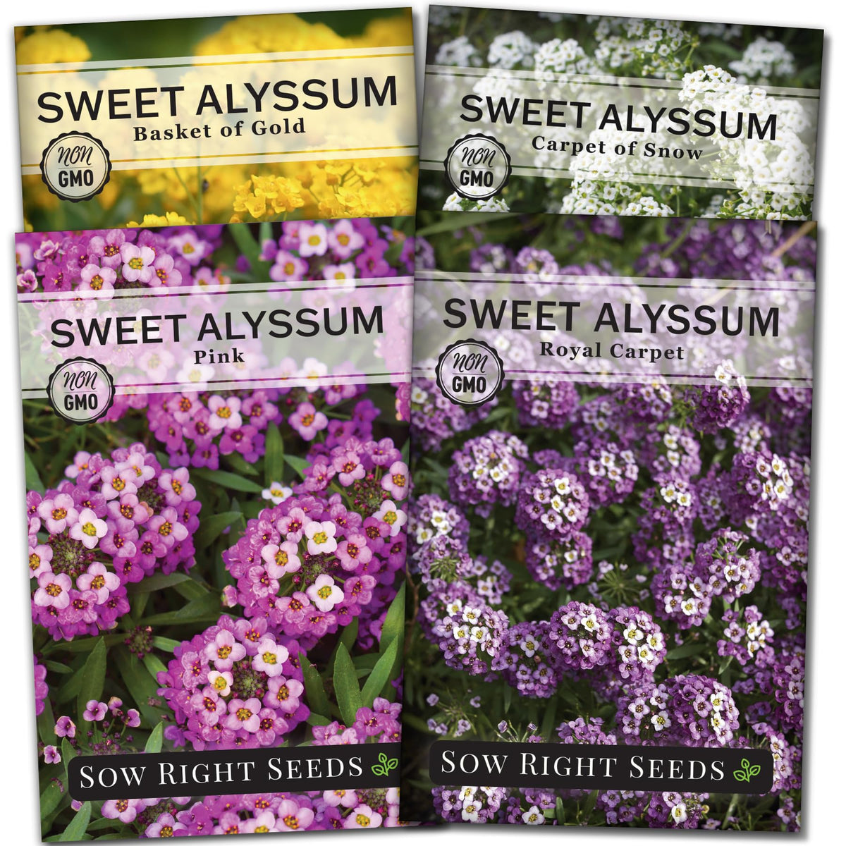 Sow Right Seeds Royal Carpet bloom cluster enhances borders and attracts pollinators.
