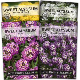 Sow Right Seeds Royal Carpet bloom cluster enhances borders and attracts pollinators.
