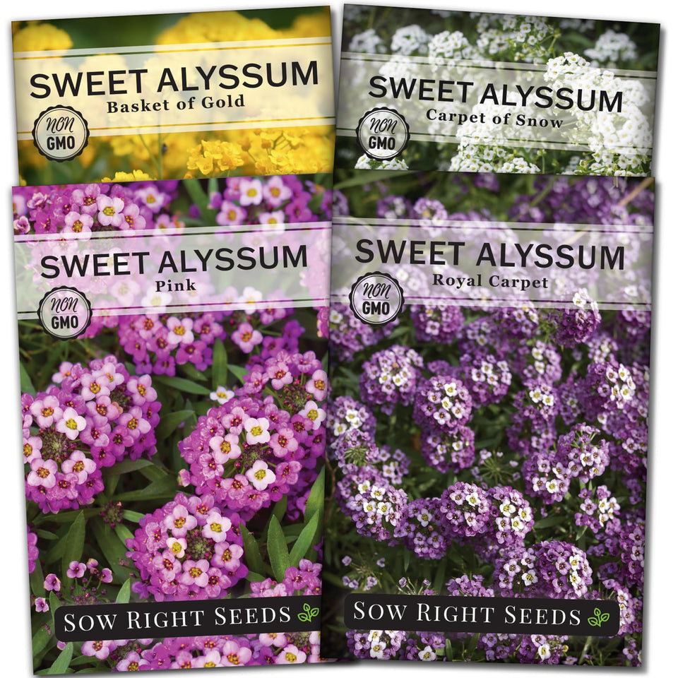 Sow Right Seeds Royal Carpet bloom cluster enhances borders and attracts pollinators.