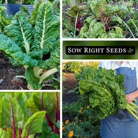 Sow Right Seeds Swiss chard germination close-up showing healthy sprouts