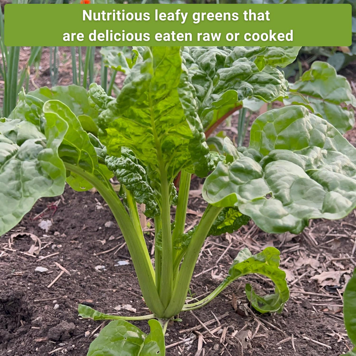 Sow Right Seeds Swiss chard plants growing in a home kitchen garden