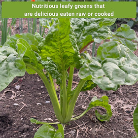 Sow Right Seeds Swiss chard plants growing in a home kitchen garden