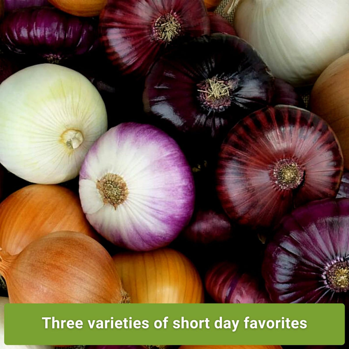Sow Right Seeds Texas Early Grano onion packet for early harvest flavor