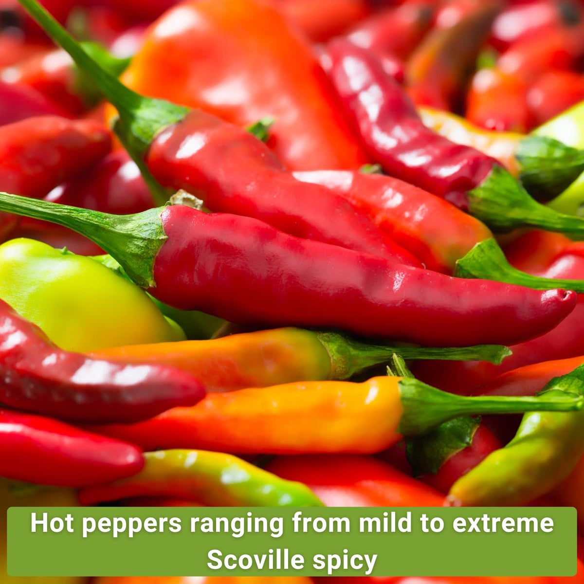 Sow Right Seeds thai pepper seed packet ready for quick harvest and bright flavors