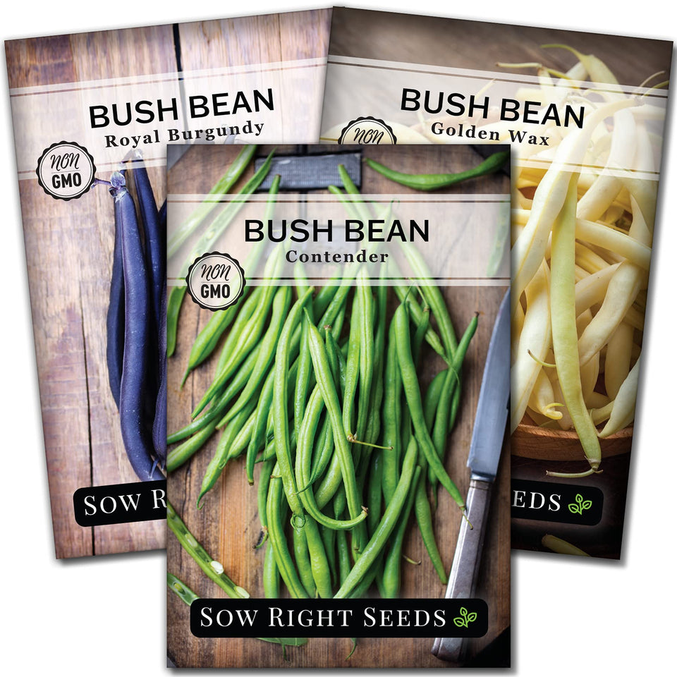 Sow Right Seeds tri-color bush bean collection packets ready for planting.