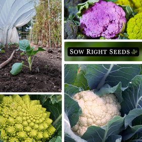 Sow Right Seeds violetto di sicilia cauliflower head, purple hue adds color to salads and sides.