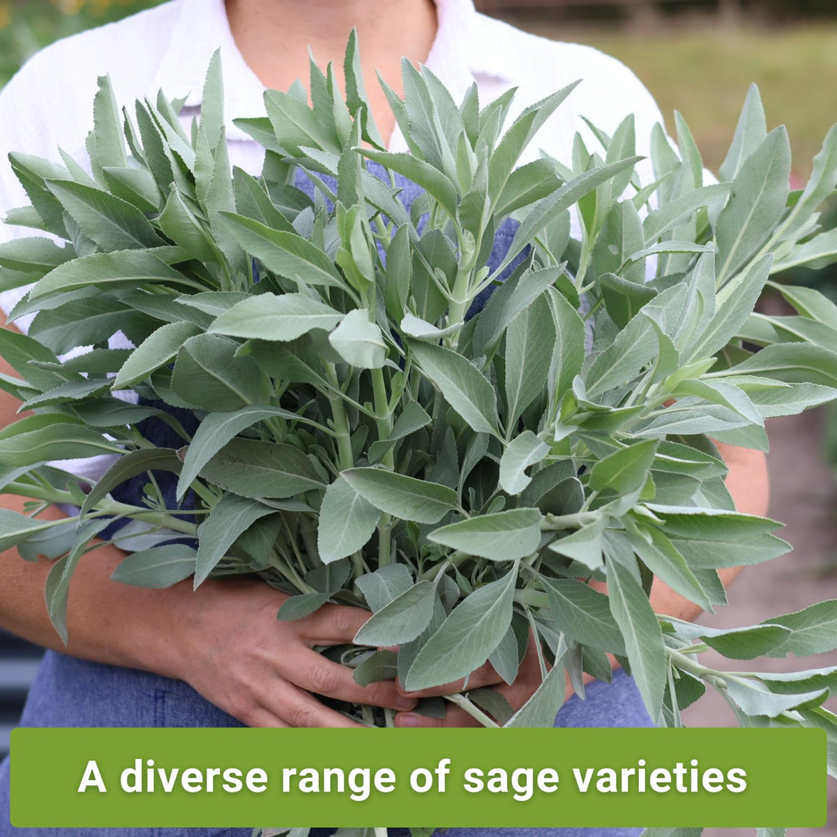 Sow Right Seeds white sage bloom attracts pollinators and adds ornamental value