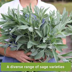Sow Right Seeds white sage bloom attracts pollinators and adds ornamental value