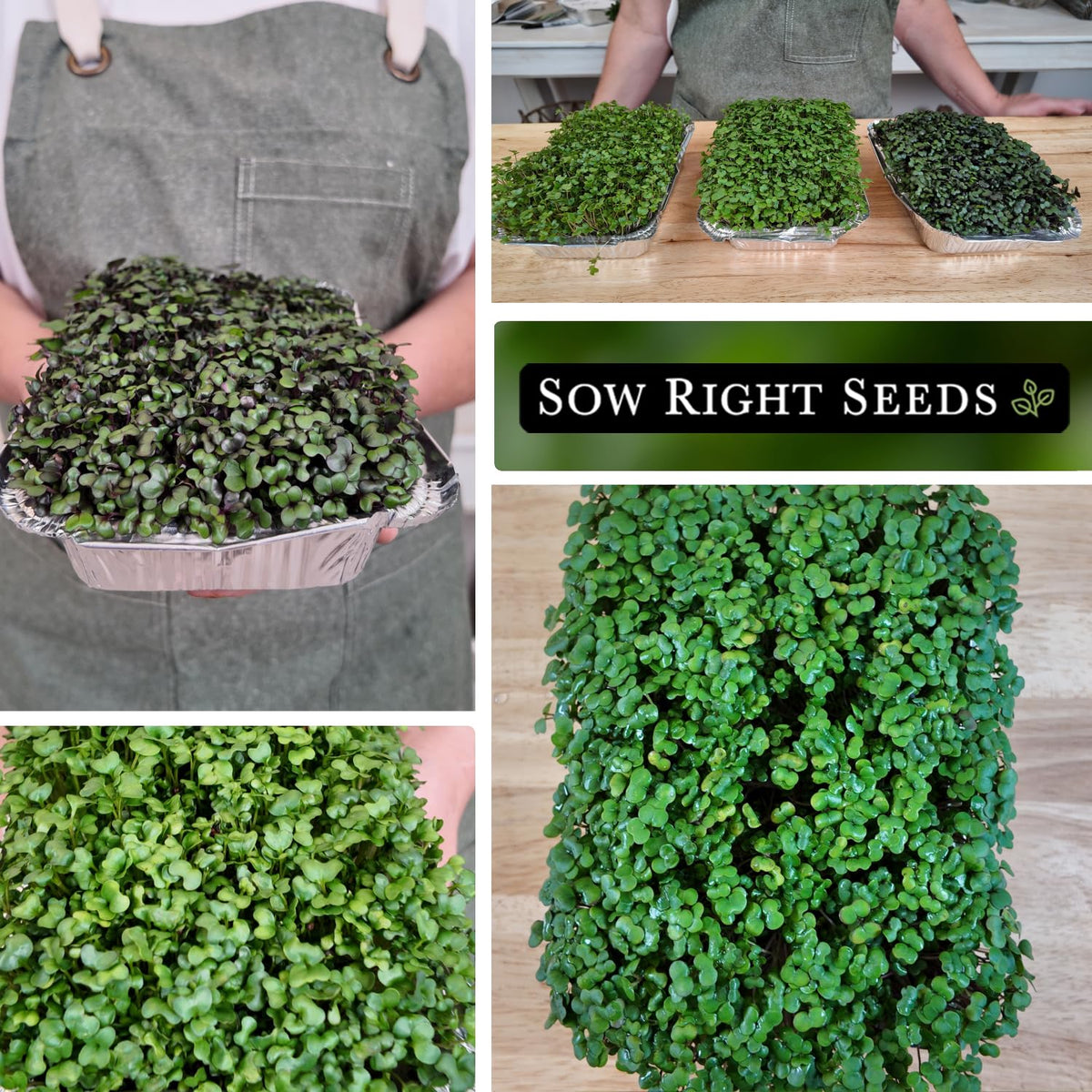 Sow Right Seeds window-sill growth highlights compact greens.