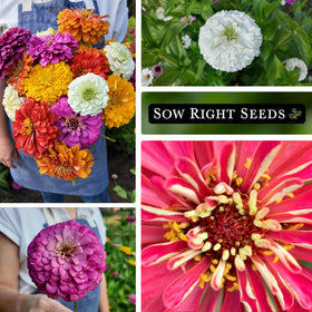 Sow Right Seeds zinnia cut flowers ready for indoors arrangements.