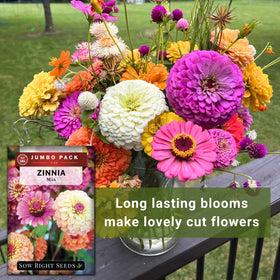 Sow Right Seeds zinnia germination in 7-10 days at warm temps.