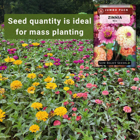 Sow Right Seeds zinnia attracting butterflies for pollinator joy.