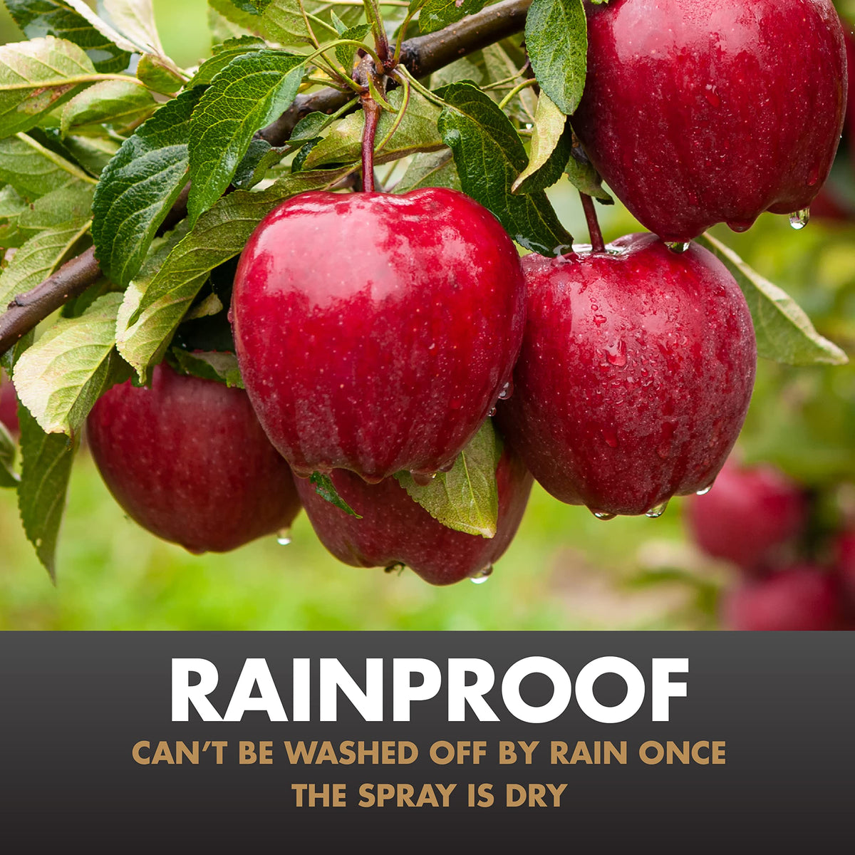Spectracide Immunox label-reading highlights directions for fruits, vegetables, and ornamentals.